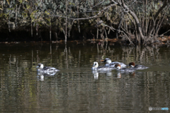 パンダご一行