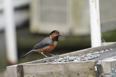 エキジビション