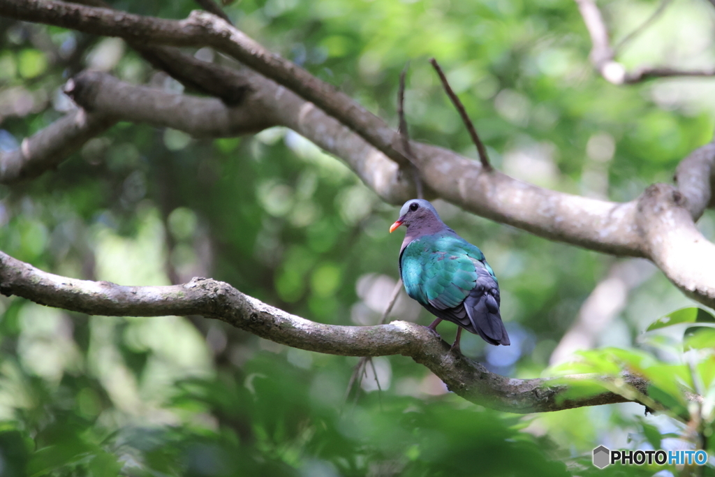 美しい鳩