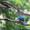 美しい鳩