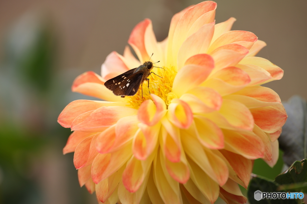 ダリヤにセセリン