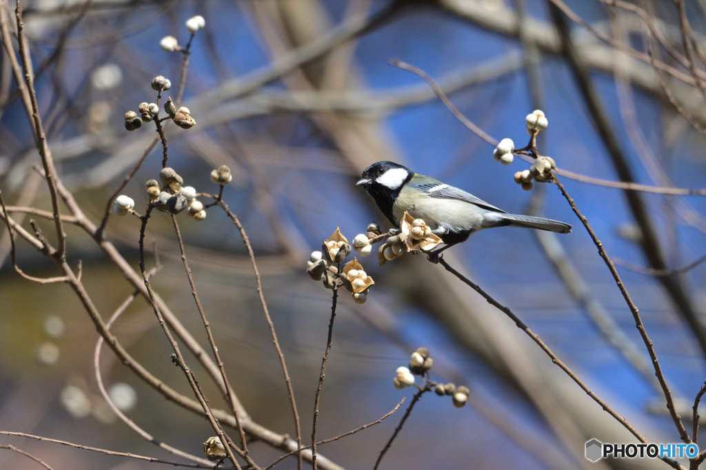 ポンポン菓子