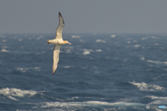 albatross