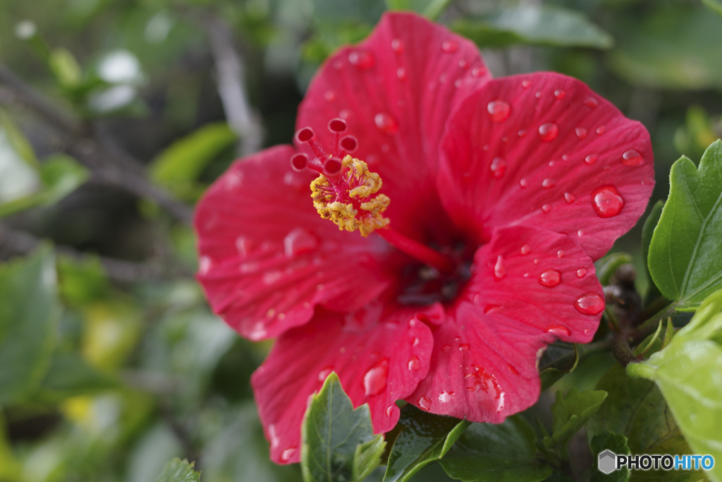 南の花といえば