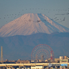 朝富士に鵜が舞う