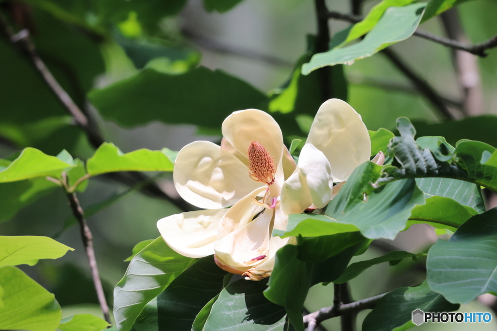 大樹の大華