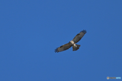 澄んだ青空に