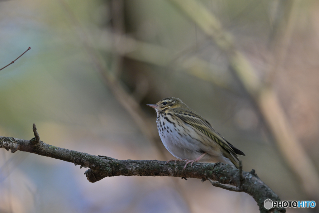 ビンズイデー