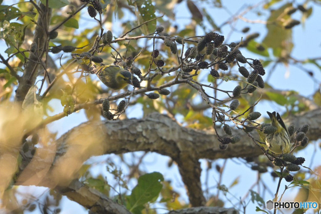 ハンノキ大好き