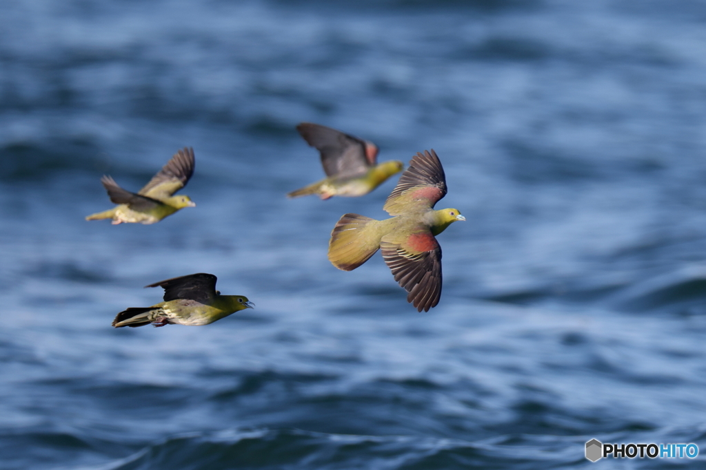 蒼い海アオい鳩