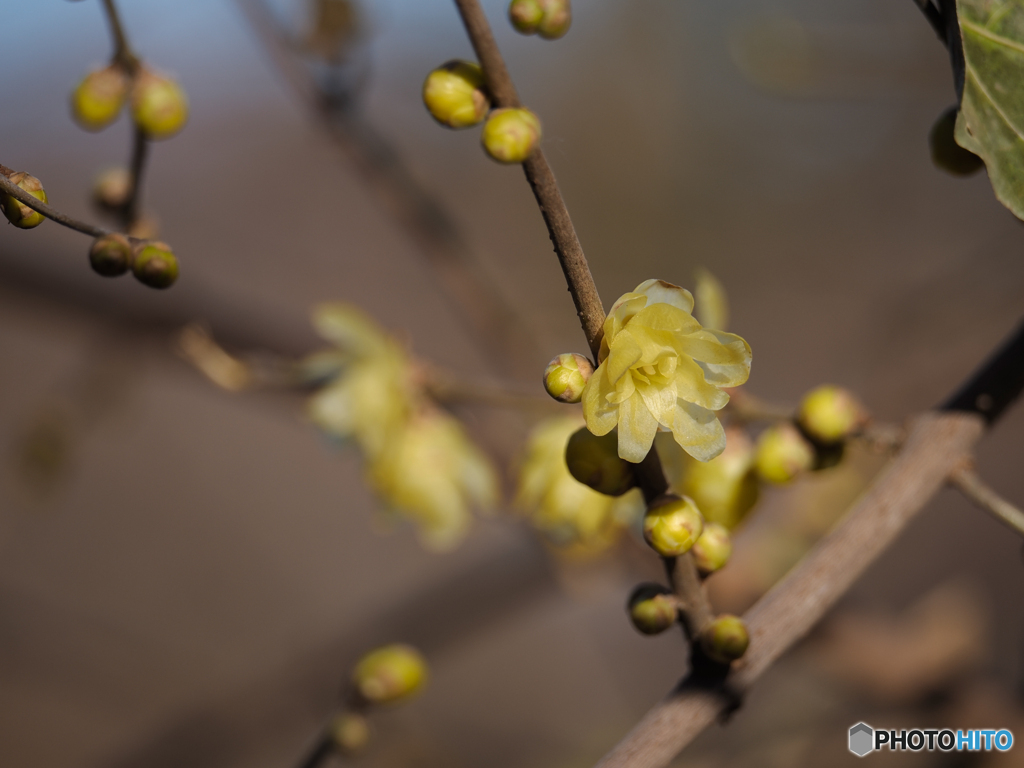 新春の香り