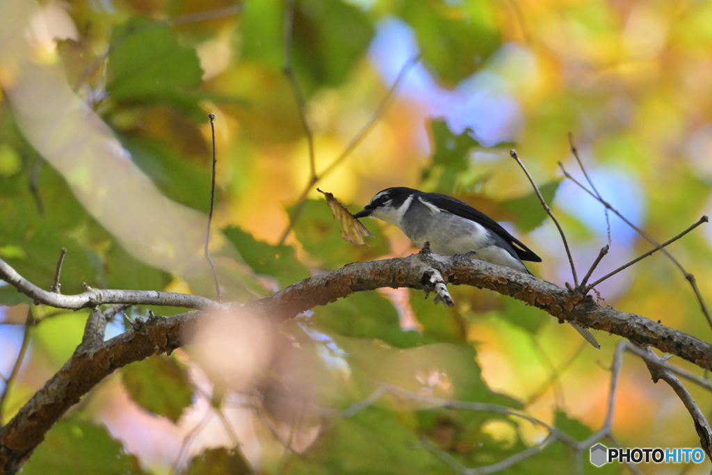 食べれないよ