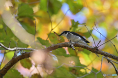 食べれないよ