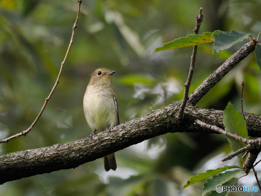 安定のキビちゃん