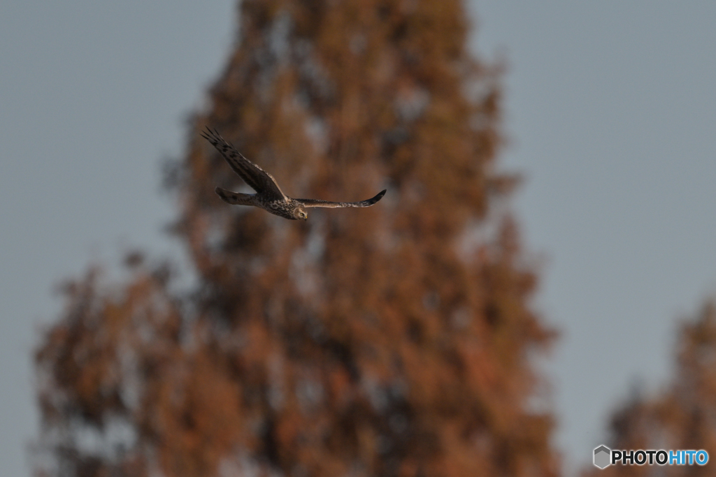 ピンチヒッター