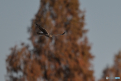 ピンチヒッター