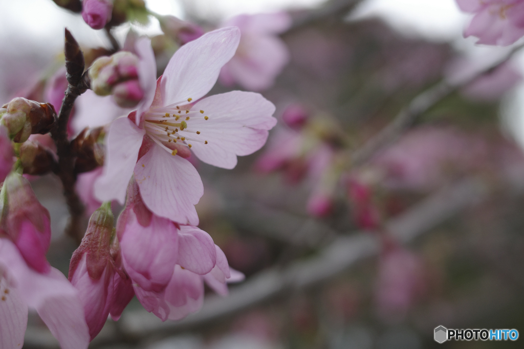 河津桜