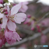 河津桜