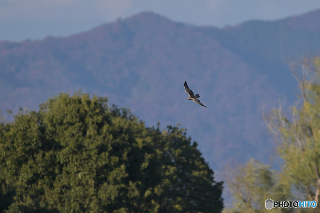 空を飛びたい