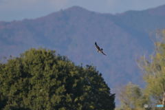 空を飛びたい