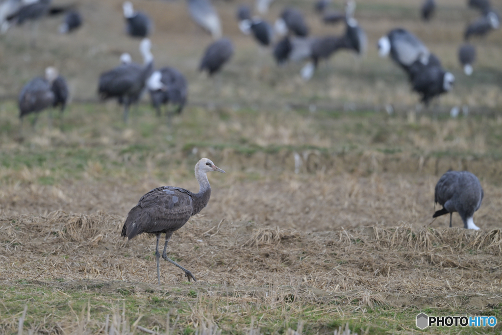 ナベさん幼鳥