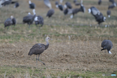 ナベさん幼鳥