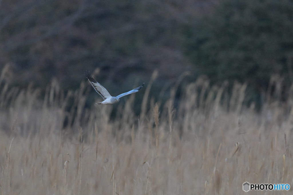 おまけ頂きました