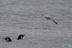 強風のおかげ？