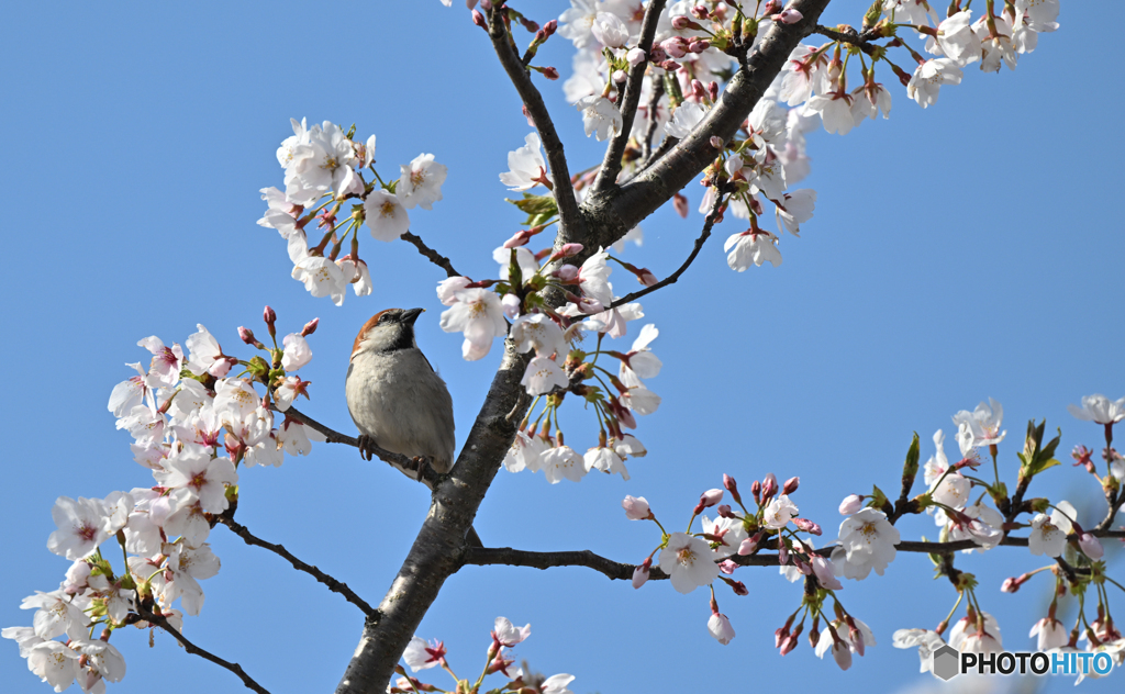 桜大好き♪