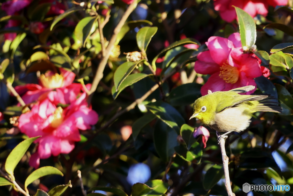 山茶花メジロ