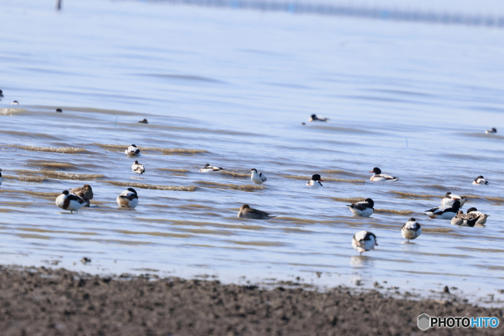 遥かなるAvocet