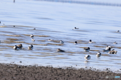 遥かなるAvocet