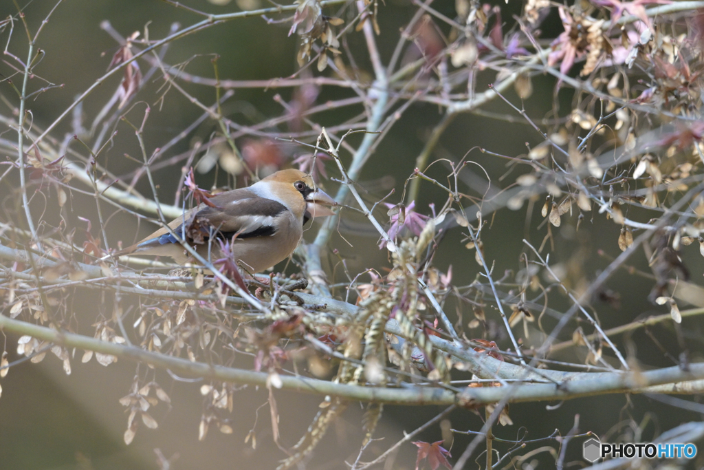 避けようがない
