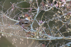 避けようがない