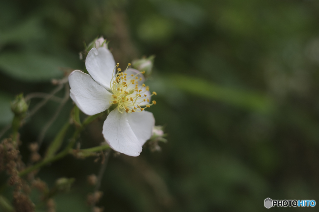 野薔薇