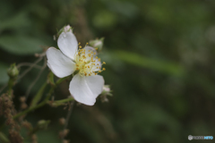 野薔薇