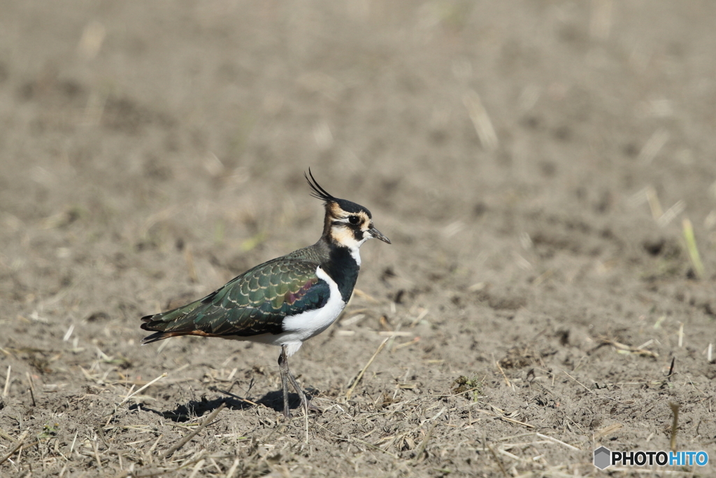 田鳧