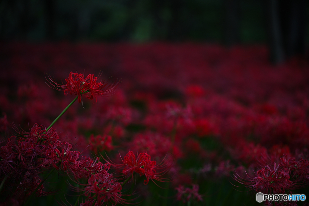 曼珠沙華
