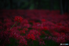曼珠沙華