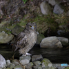 シマちゃん幼鳥