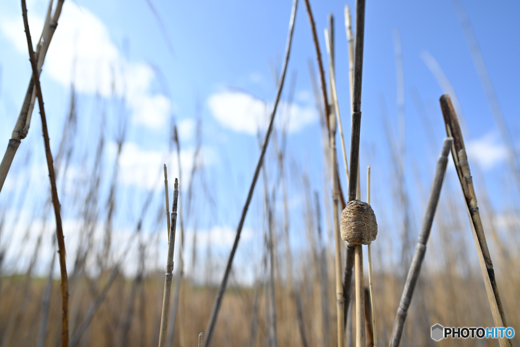 Z20mm f:1.8 S試写2
