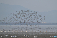 大スペクタクル