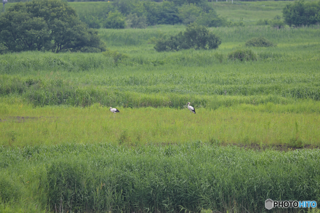 コウノトリの居る風景