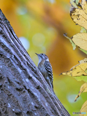 秋色ギィ 秋色ギィ