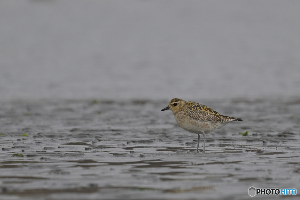 フィールドで