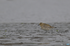 フィールドで