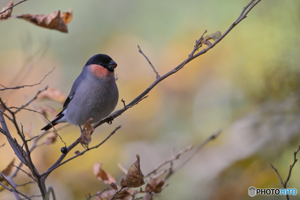 遠く。。。ない！