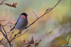 遠く。。。ない！