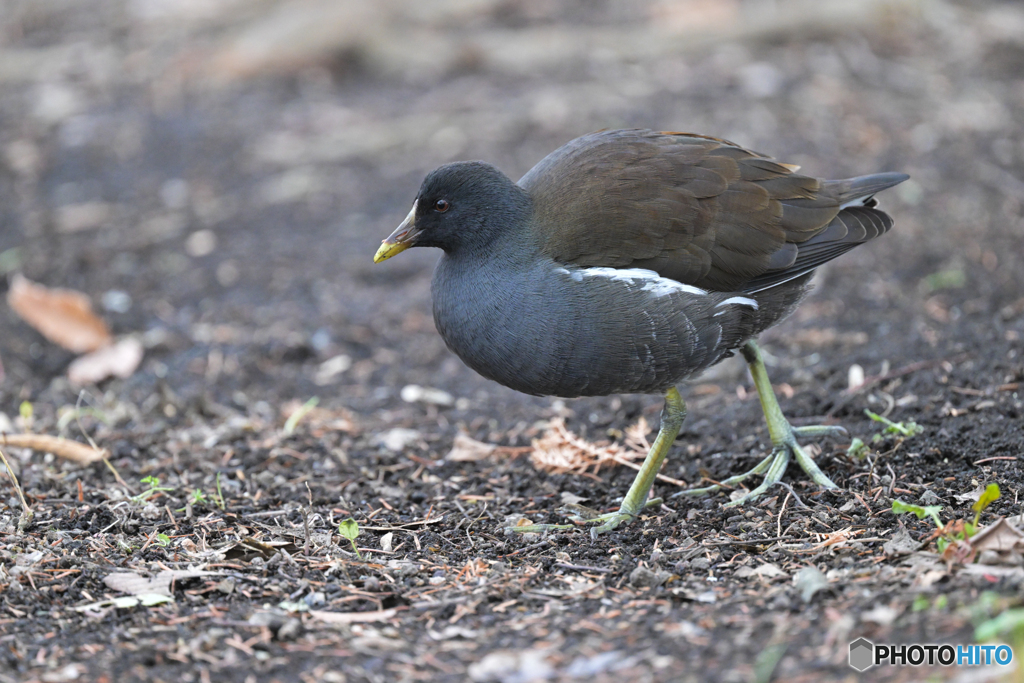 警戒心はドコへ？