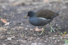 警戒心はドコへ？